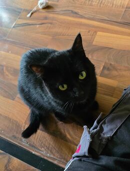 Kater Hermann sucht zuhause - Waldachtal