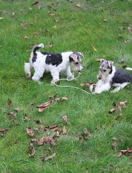 Drahthaar Foxterrier Welpen. #foxterrier. #hunde.#welpen - Steyerberg