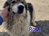 ROBI ❤ EILIG! sucht Zuhause/Pflegestelle - Langenhagen