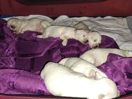 Bichon Frise Malteser Welpen - Adorf (Vogtland)