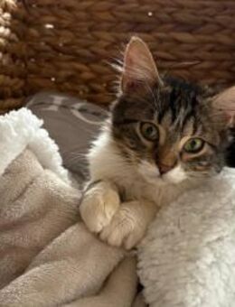 Kitty sucht ein liebevolles Zuhause - Kallmünz