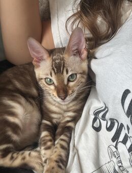 Reinrassige Bengal Katzen! Traumhafte Farbe - Wriezen