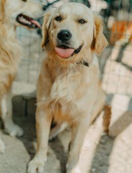 Herzliche Karmen - Stuttgart