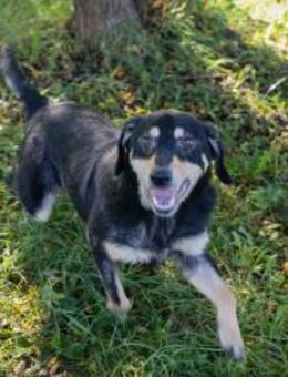 SNOOPY - zusammen Freude erleben - Overath