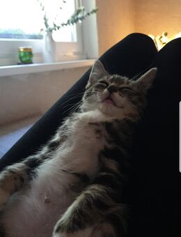 Hauskatzen suchen neues Zuhause - Jarmen