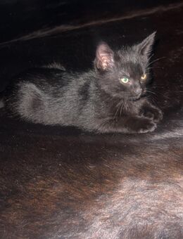 Noch 2 Süße Bkh Kätzchen - Stephanskirchen