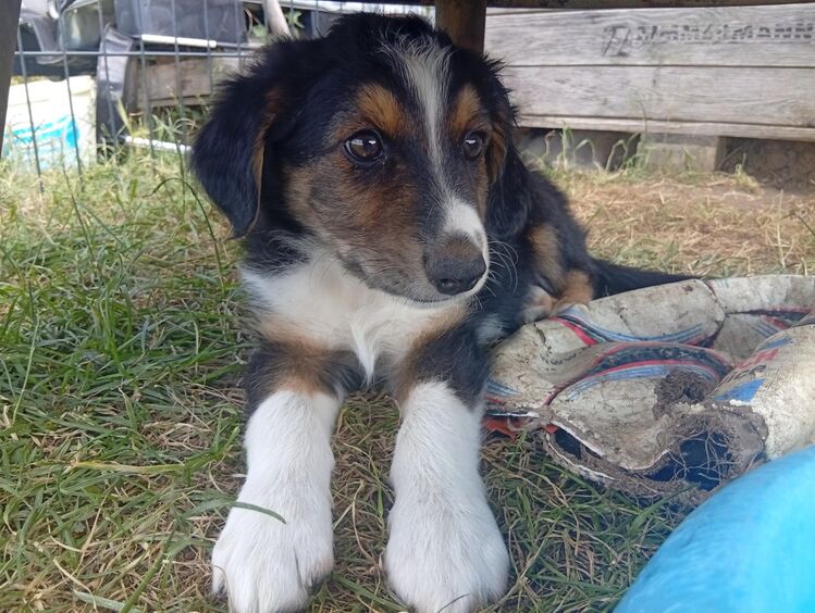 Border Collie Welpen - Vorbeck