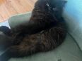Perser Kater 1J. Alt in 44309