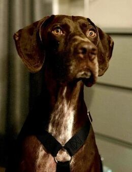 Asia, respektvoll, lernfreudig, offen - Westerholt