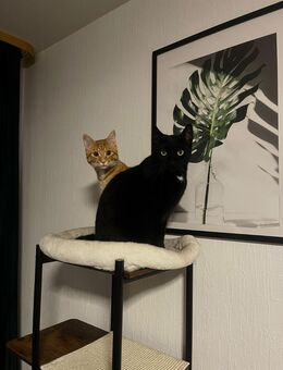 Maksi und Whisky suchen ein neues Zuhause!!! - Braunschweig