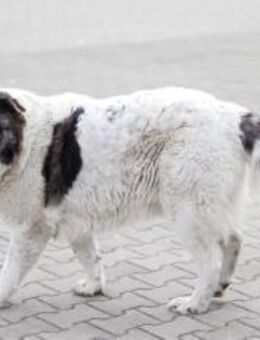 Gracie sucht ein großes Körbchen - München