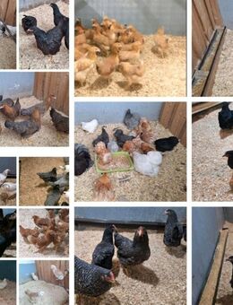 Geflügelverkauf ab Hof heute und morgen Hühner Enten Zwerghühner Gänse Wachteln - Reichshof