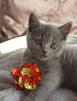 Bkh Kitten - 1 Junge - Nördlingen