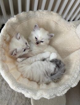 Britisch Langhaar × Ragdoll Mix Kitten - Schwarzenbek