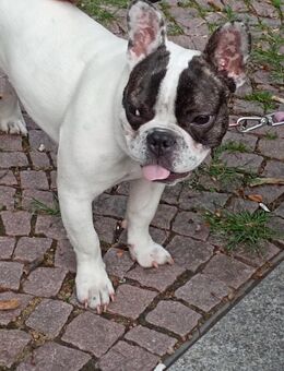 Französiche Bulldogge sucht liebes Zuhause - Burgstädt Zentrum