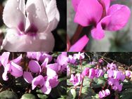 Samen vom Frühlings-Alpenveilchen Cyclamen coum Wildalpenveilchen - Singen (Hohentwiel)