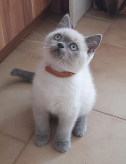 BKH - Blue Point Kätzchen Kitten.Reinrassig.Abgabebereit. - Markt Rettenbach