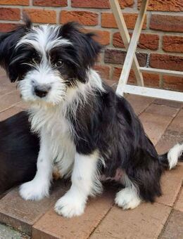 MOLLY sucht liebevolle Familie - Neuberg