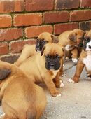 Reinrassige Exclusive Boxer Welpen (M & R) mit Papieren in 60311