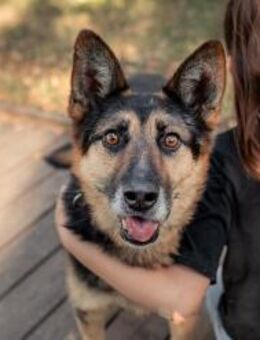 Hübscher Vegas sucht seine Menschen - Duisburg