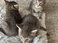Russisch blaue Bkh Mix KITTEN - Gerach (Bayern)