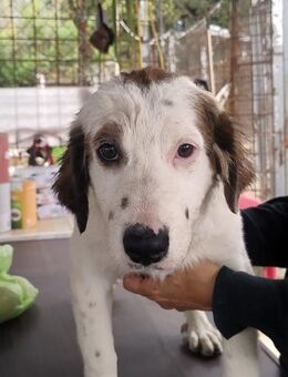 Mika 💜💜💜 Für-immer-Zuhause gesucht - Herxheim (Landau)