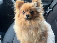 Pomeranian - Backnang Zentrum