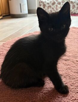 BKH/Sibirische Waldkatze Mix - Steinwiesen