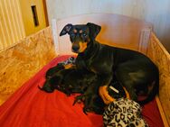Wunderschöne Deutsche Pinscher Welpen suchen liebevolles Zuhause! - Oberharz am Brocken Hasselfelde