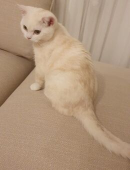 Wunderschöner bkh kater - Oldenburg