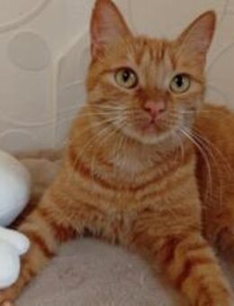 Verschmuste Suri sucht Ihr Glück - München