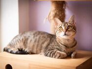 Serena aus dem Tierschutz - Grevenbroich