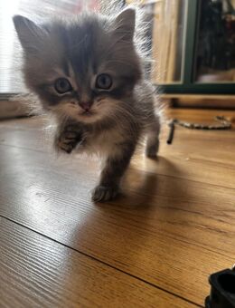 Perser Kitten mit Nase - Hilden