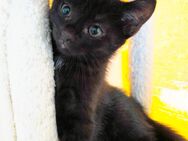 Katzen Kitten Katzenbaby´s tricolor / schwarz - Wallscheid