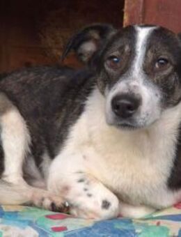 Jogi - herzensgutes soziales Kerlchen - Velbert