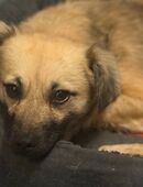 Katinka sucht ihre Familie ❤️ in 27721