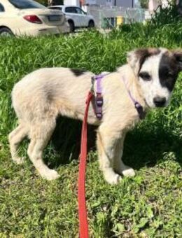 Junge Hündin Sia - Neustadt (Rübenberge)