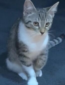 Katzen Kind - Amstetten
