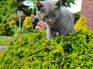 4 süße Katzen abzugeben - BKH Mix - Holtland