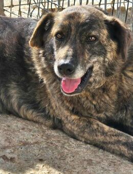 Wer schenkt SHADOW ein liebes Zuhause? - Neuberg