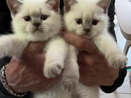Kuschelige BKH Kitten in liebevolle Hände abzugeben ❤️ - Stuhr