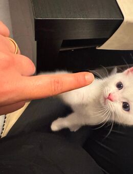 Verspielte kitten warten auf ihre herzensmenschen - Moers