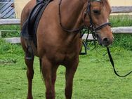 Biete wunderschöne Reitpony Stute mit Papieren - Döbeln