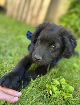 Clyde - Junger Rüde sucht ein Zuhause - Berlin