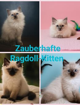 Zauberhafte Ragdoll-Kitten suchen ihr Für-Immer-Zuhause ♡ - Aldersbach