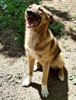 Mala eine Traumhündin sucht ihre Mensc - Overath