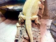 Bartagame (pogona vitticeps) weibchen Citrus Snow leatherback NZ 9.2023 - Hamburg Wandsbek