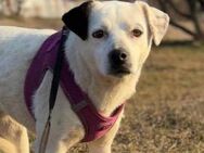 Indra-Familienhund, warte so lange, lieb - Blankenheim (Nordrhein-Westfalen)