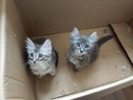 Main Coon/Siam Kitten - Augsburg