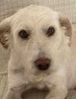 Goldige Solis sucht ihre Familie - Dittelbrunn